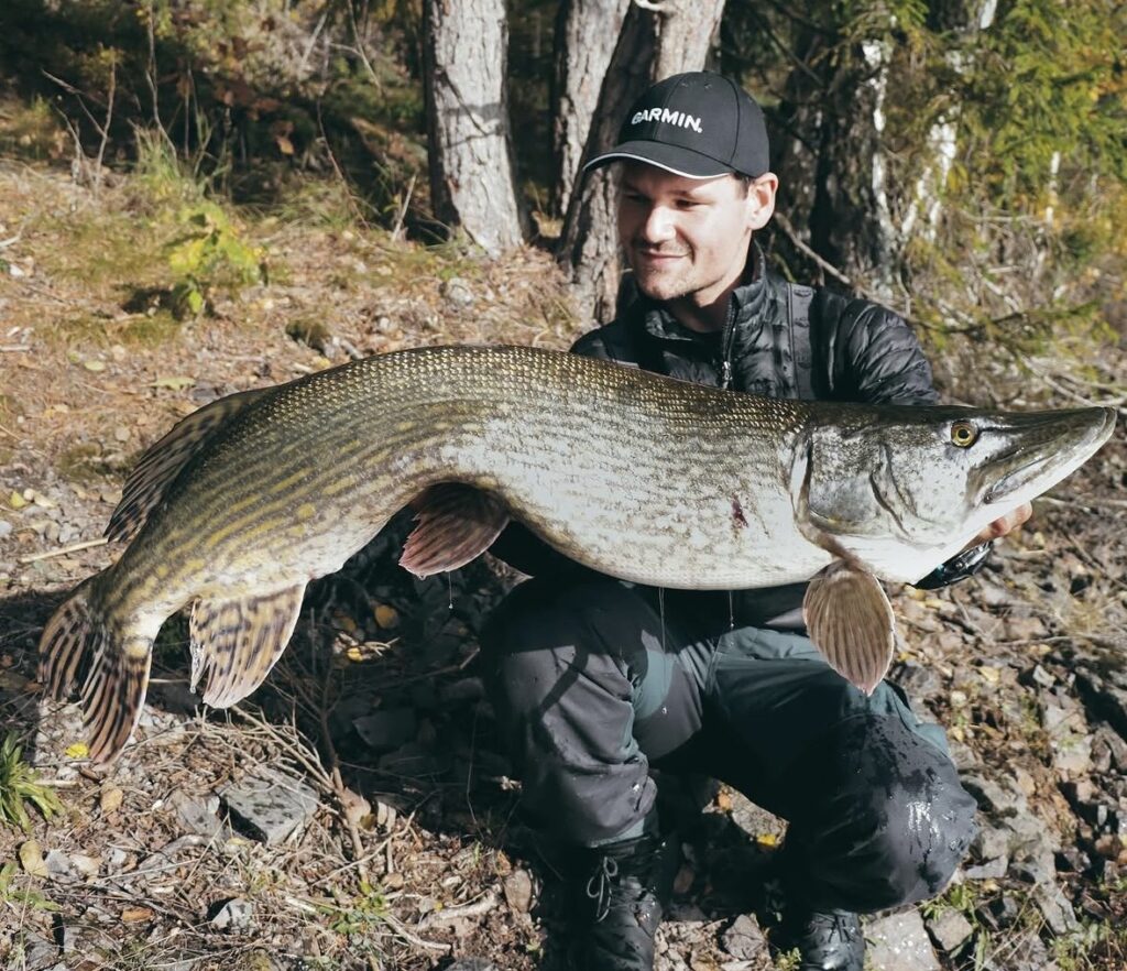 Gjeddefiske
