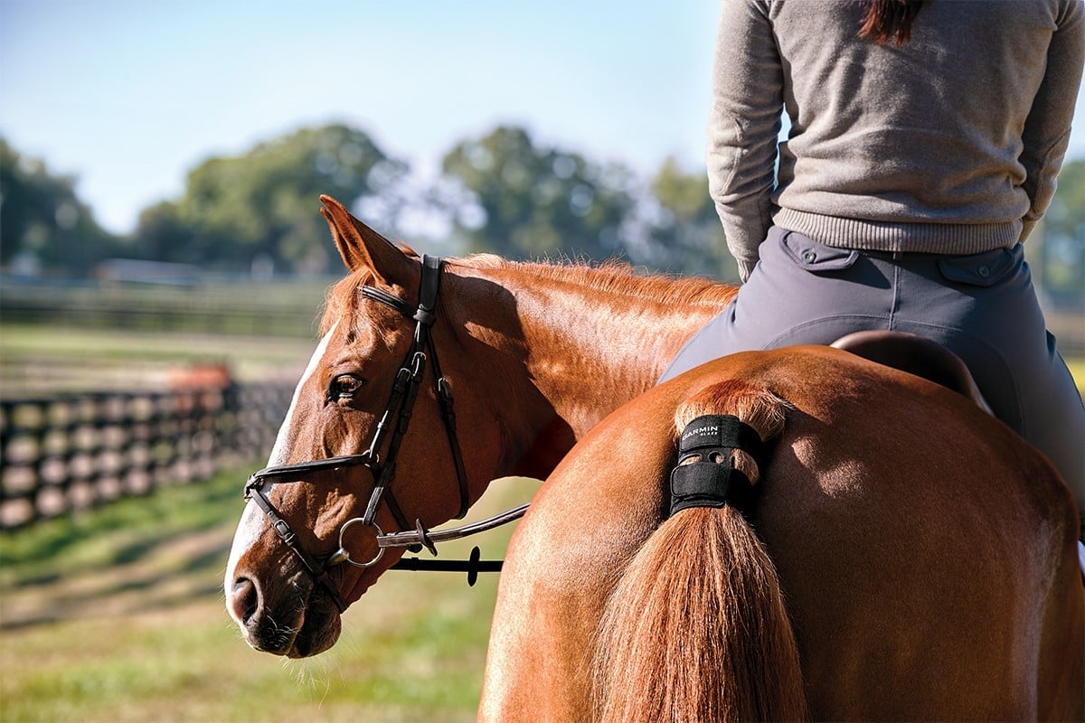 Häst med Garmin Blaze™-sensor i svansband under ridning utomhus